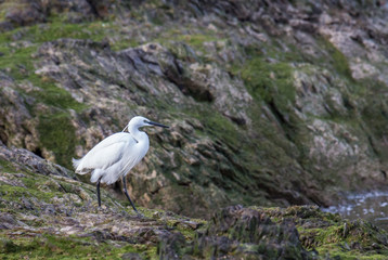 the egrets and the heron feed on the Eo estuary