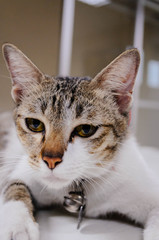 Cat is looking something