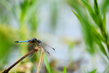 Dragonfly at Rest