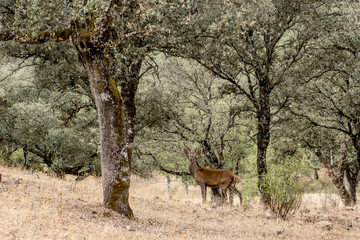 Naklejka na ściany i meble Deer in the wild in the field