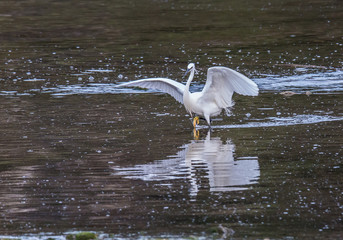 the egrets and the heron feed on the Eo estuary