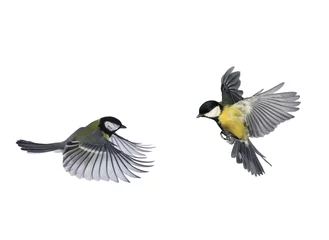 Foto op Plexiglas paar vogels blauwe mezen vliegen om vleugels en veren te ontmoeten op een witte geïsoleerde background © nataba