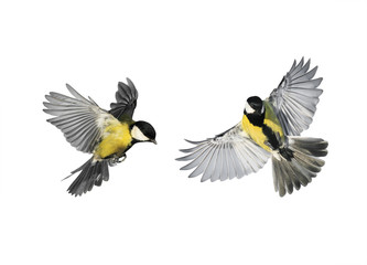 a couple of little birds chickadees flying toward spread its wings and feathers on white isolated...