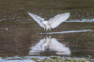 the egrets and the heron feed on the Eo estuary