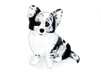 Welsh corgi cardigan, terrier. Watercolor illustration. Welsh corgi cardigan, black-brown color. A breed of strong build, a powerful and hardy dog on short paws.