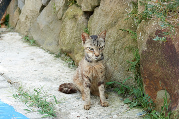 ねこ