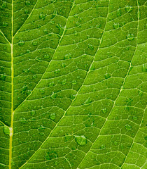 Green leaf background