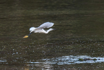 the egrets and the heron feed on the Eo estuary