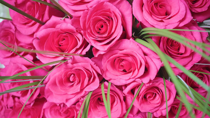 Beautiful blossoms of red roses. Bouquet of flowers close-up