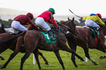 Race horses and jockeys in competing in a race 