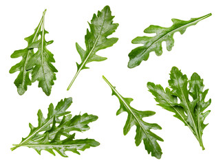 Arugula leaves collection