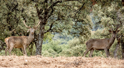 Deer in the wild in the field