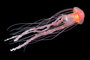 3d rendering of pink jellyfish isolated on black background. - obrazy, fototapety, plakaty