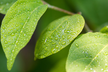 water drops on green natural leaves  background