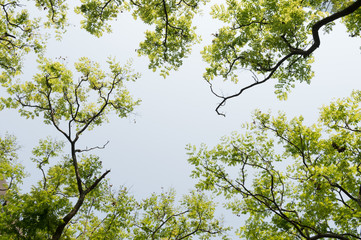 Obraz premium Top view with tree branch and blue sky