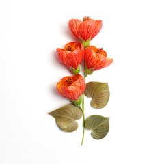 Flowers composition made of orange flowers and green leaves on white background. Flat lay, top view
