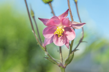Pretty pink Columbine flower, in a British summer garden, with blurred blue sky and green foliage background.