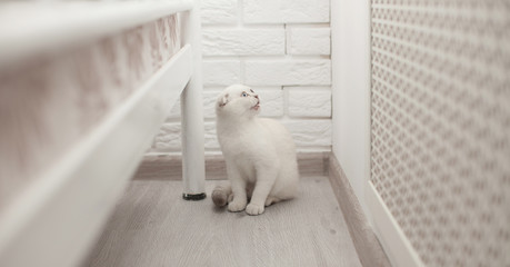 small white scotish kitten on white background