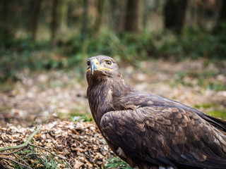 Eagle sitting on a ground