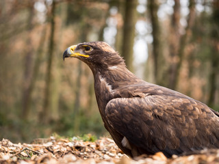 Eagle sitting on a ground