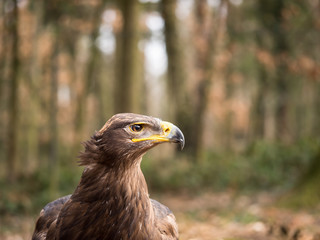 Eagle sitting on a ground