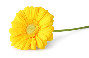 Wonderful Gerbera isolated on white background, inclusive clipping path without shade.