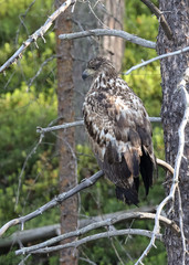 White- tailed eagle