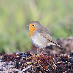 Robin