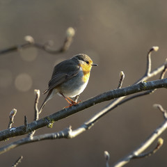 Robin