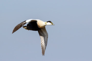 Eider