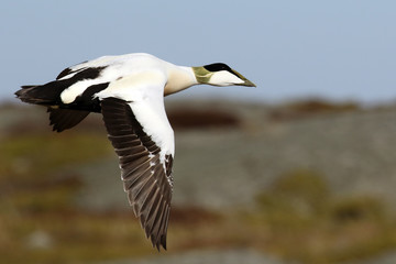 Eider