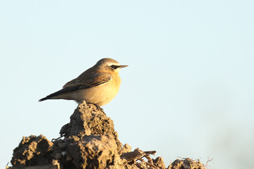 northern wheatear