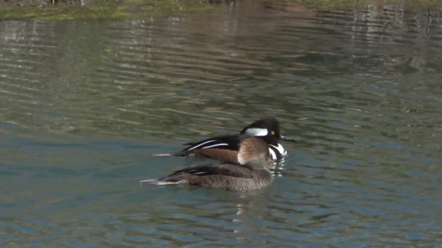 Hooded Merganser Ducks Swimming on a Pound in Lake County, California