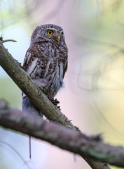 Eurasian pygmy owl