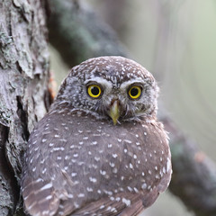 Eurasian pygmy owl
