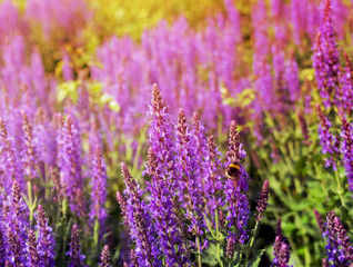 Obraz premium Bumblebee on blooming lavender under the setting sun. Toning.