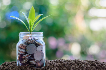 Plant growing from coins in the glass jar against blurred natural green background