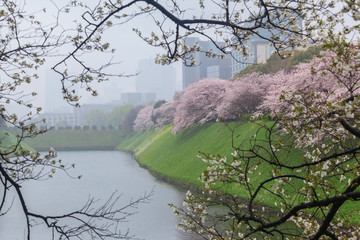 Sakura cherry blossom with yellow flower at Chiyoda par, Tokyo, Japan