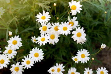 small white flower in garden background.