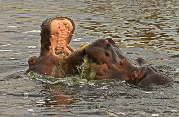 Suaykırı , Hippopotamus amphibius