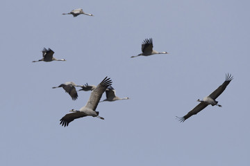 Common crane (Grus grus)