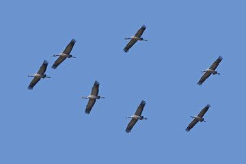 Common crane (Grus grus)