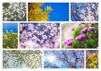 Beautiful spring collage, flowers and blossoming trees, background and texture, set of several images