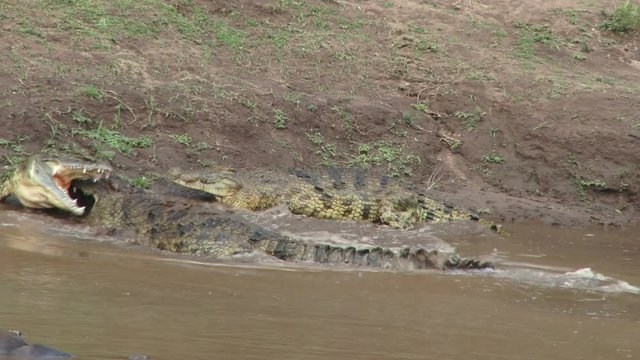 Crocodiles fight for a space on the bank of a river.