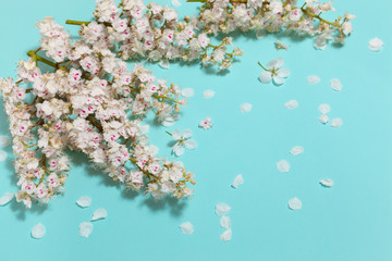 Spring aqua blue background with white blooming chestnut flowers, close-up perspective view, diagonal composition