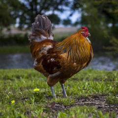 Rooster by the pond
