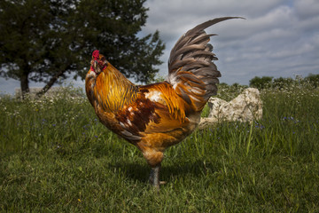 Rooster by rock