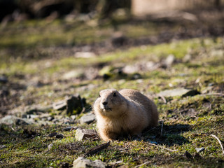 Black-tailed prairie dog on grassy ground