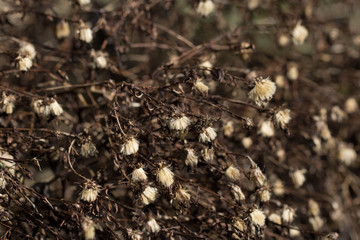 Blüte Pflanze