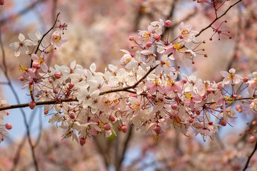 Pink flower of Wishing tree, pink shower, cassia bakeriana craib. Thailand